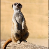 Suricate