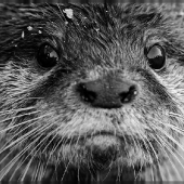 Loutre