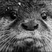 Loutre